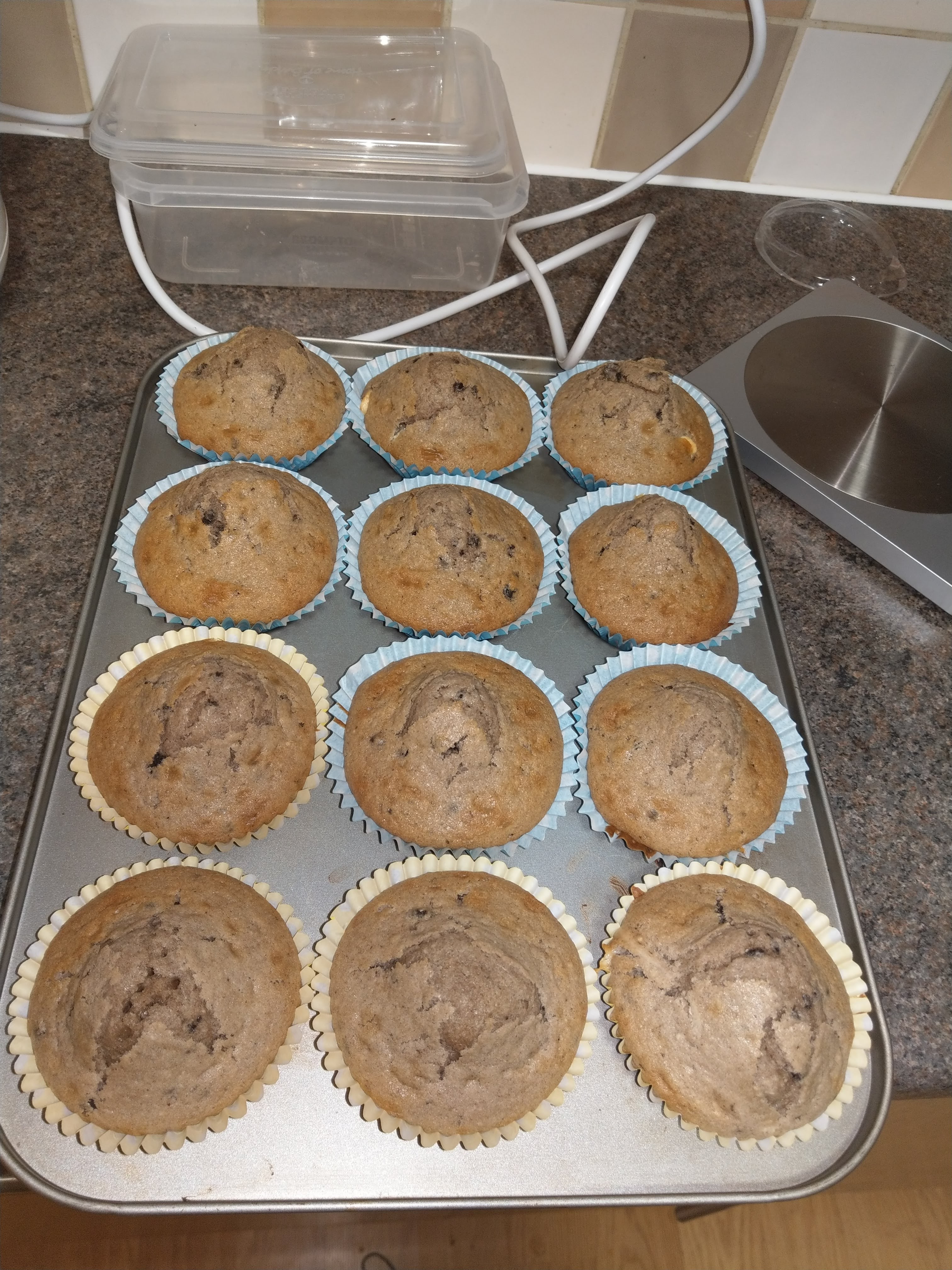 Blueberry muffins still in their cases, in their muffin tray